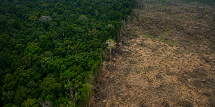 Brasil reduz desmatamento em todos os biomas e reforça meta de zerar perdas florestais até 2030